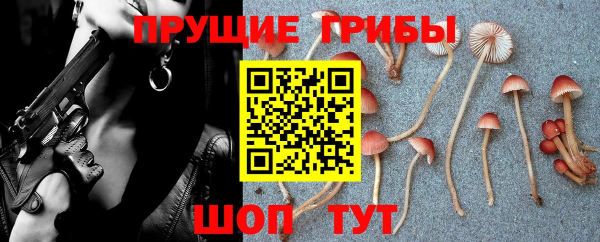 Галлюциногенные грибы Psilocybe Псков